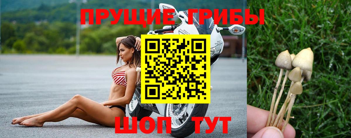 Псилоцибиновые грибы мицелий Борзя